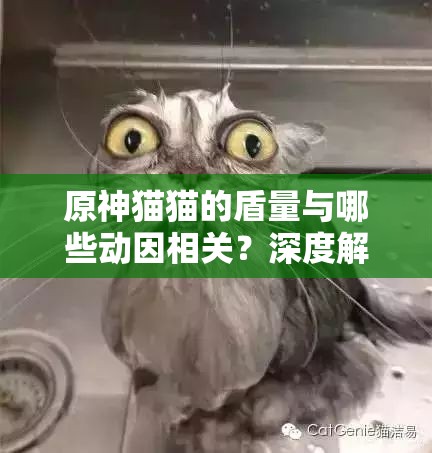 原神猫猫的盾量与哪些动因相关？深度解析