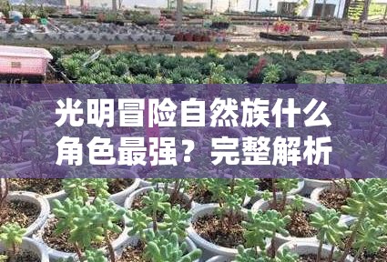 光明冒险自然族什么角色最强？完整解析最强角色选择